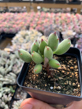 Load image into Gallery viewer, Cotyledon &#39;KONEKONOTUME&#39; ‘Cat Claw’ - April Farm/Rare Succulents
