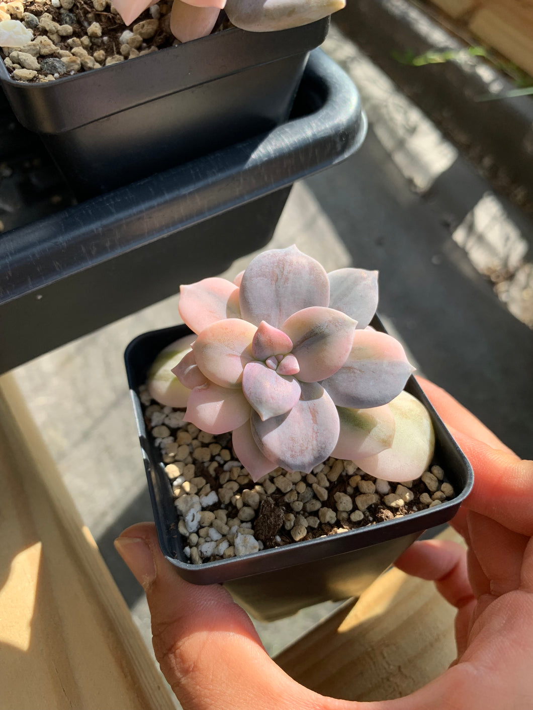 Pentandrum Superbum Variegated - April Farm/Rare Succulents