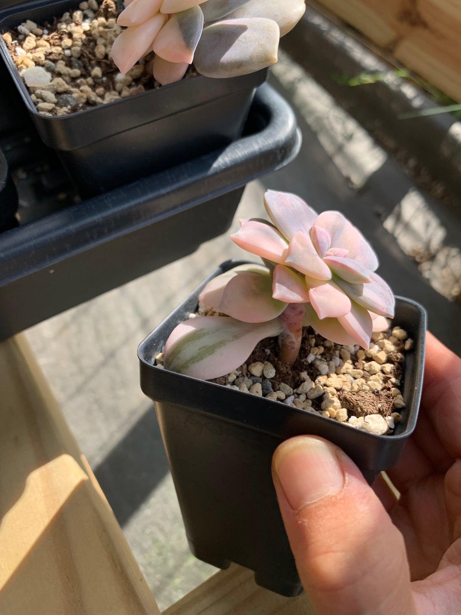 succulent superbum Pentandrum Superbum Variegated