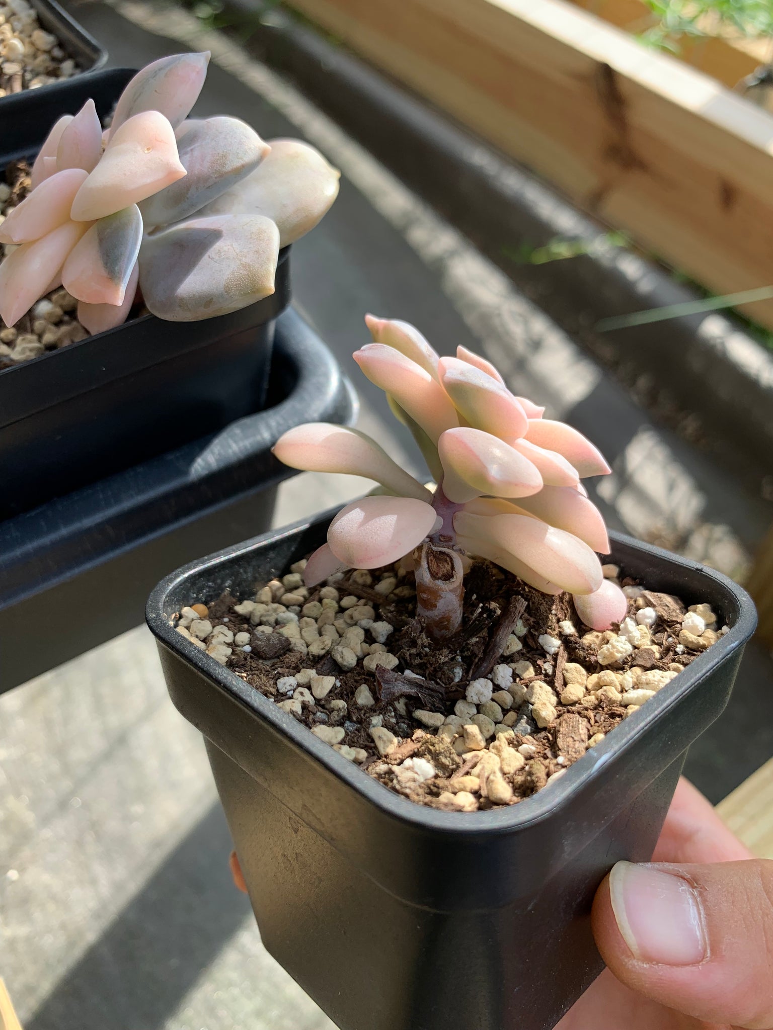 superbum succulent Pentandrum Superbum Variegated