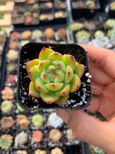 moon stone succulent Echeveria Moon Stone