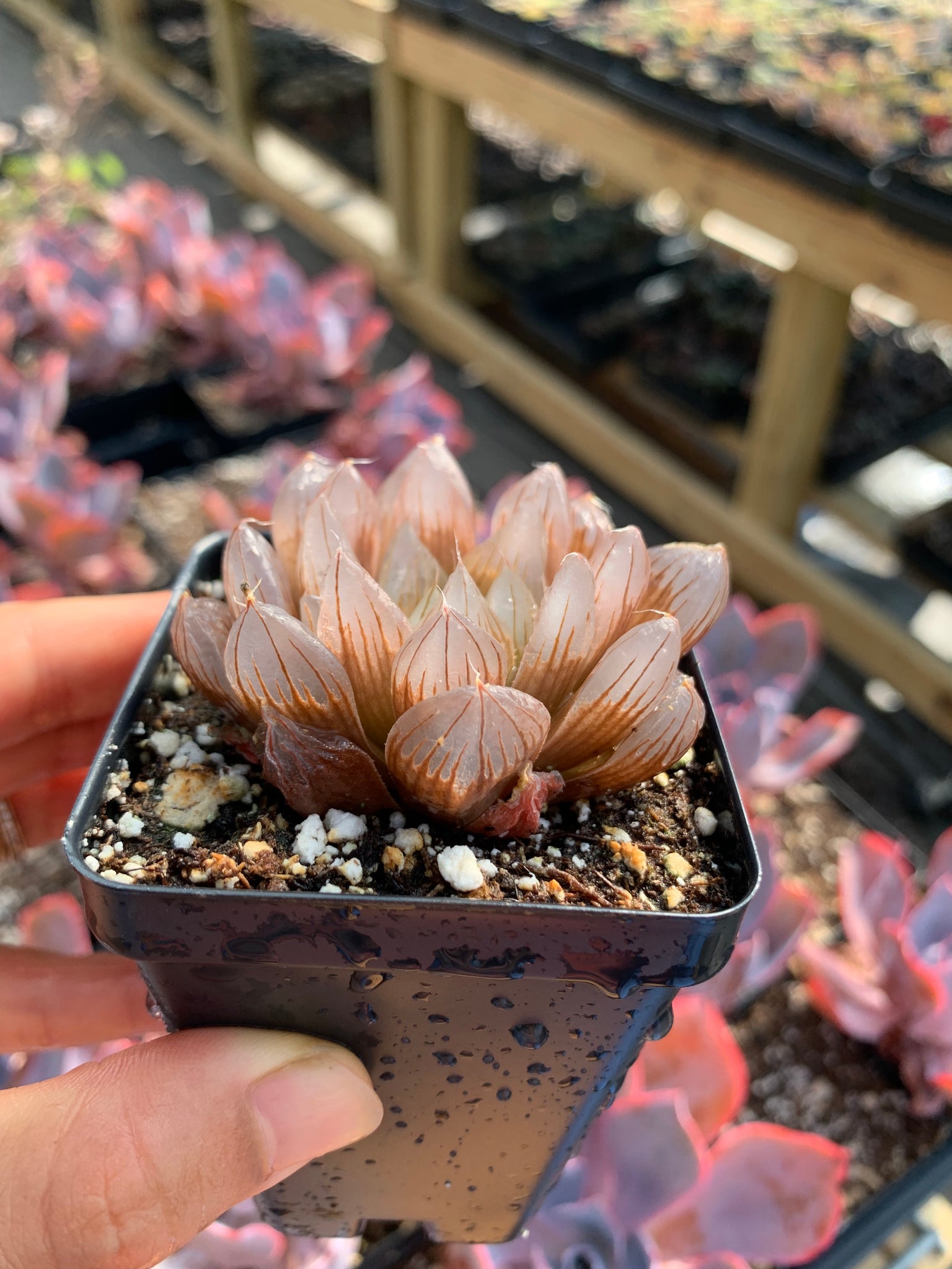 truncata succulent Haworthia cooperi var. truncata “black tone"