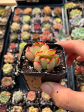 Load image into Gallery viewer, Echeveria Red Swallow - April Farm/Rare Succulents