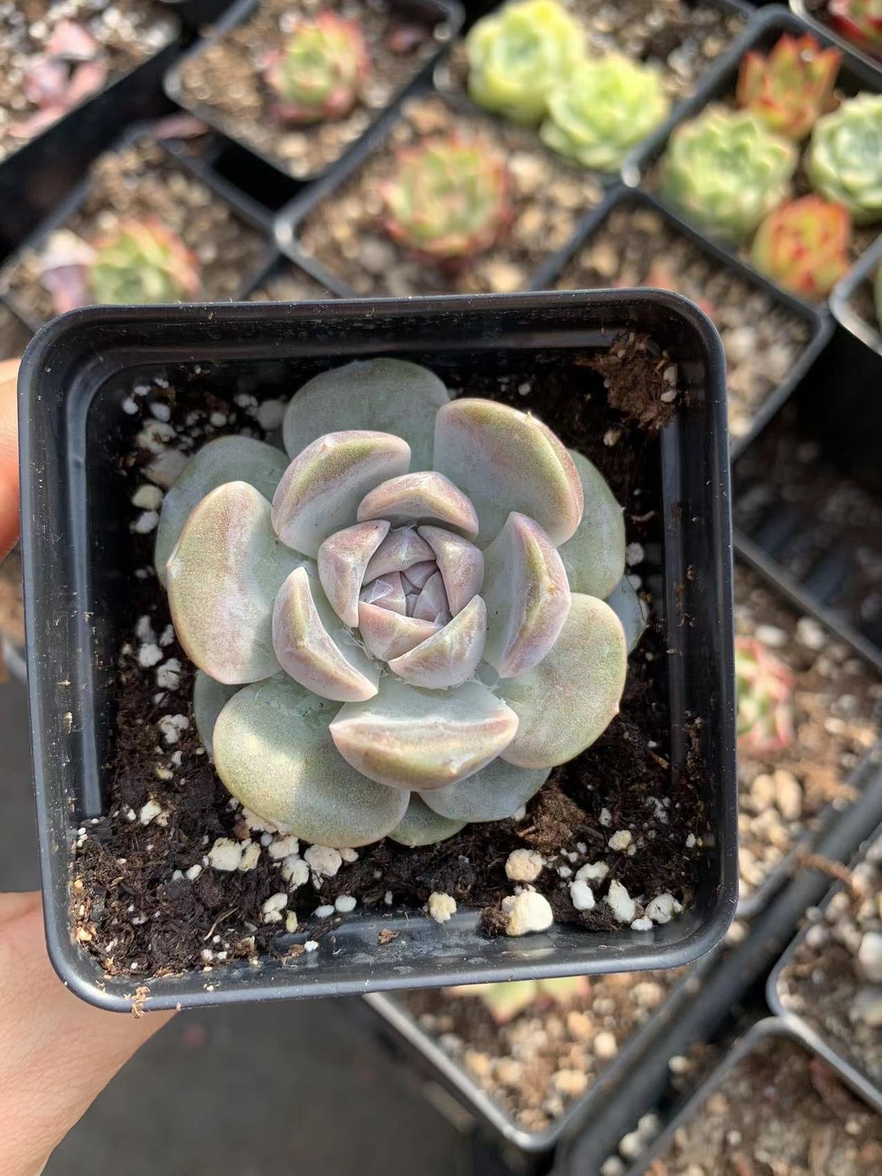 tiny succulent Echeveria Tiny Burger (mini succulent single head)