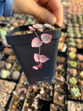 Load image into Gallery viewer, Ceropegia Woodii Variegata &quot;String of Hearts Variegated&quot; VSOH - April Farm/Rare Succulents