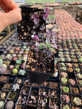 Load image into Gallery viewer, Ceropegia Woodii Variegata &quot;String of Hearts Variegated&quot; VSOH - April Farm/Rare Succulents
