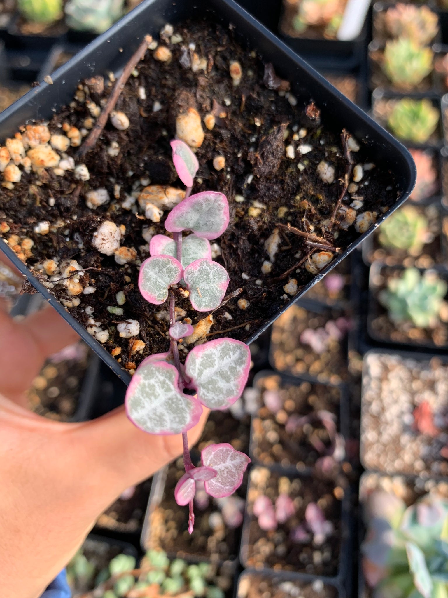 variegated string of hearts succulent Ceropegia Woodii Variegata "String of Hearts Variegated" VSOH