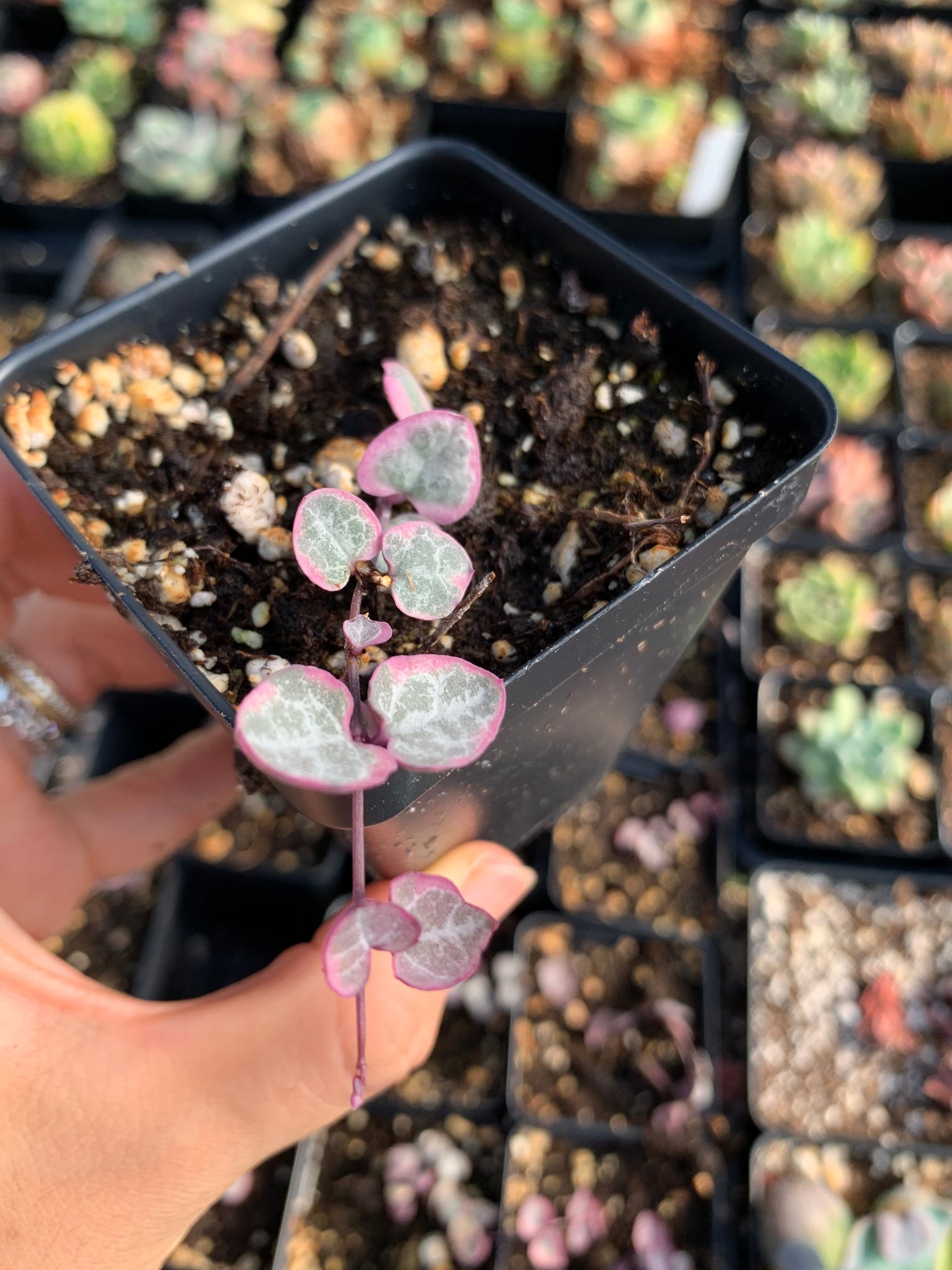 are string of hearts succulents Ceropegia Woodii Variegata "String of Hearts Variegated" VSOH