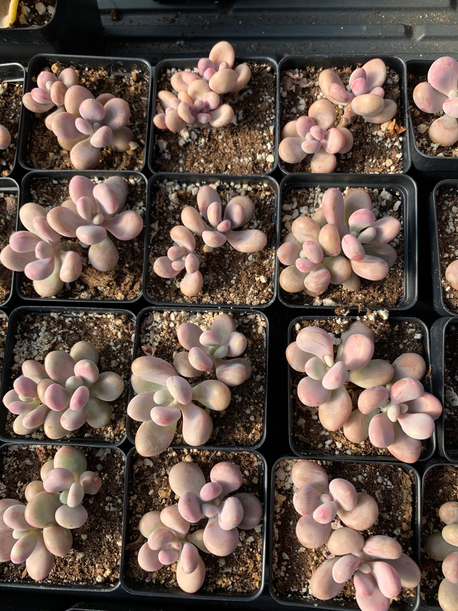 amethystium succulent Graptopetalum Amethystinum