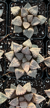 Load image into Gallery viewer, Haworthia pygmaea &quot;Silver Ocean&quot; - April Farm/Rare Succulents