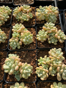 Graptosedum Rococo mini cluster - April Farm/Rare Succulents