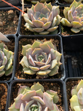 Load image into Gallery viewer, Echeveria Pink Butterfly single head - April Farm/Rare Succulents