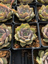 Load image into Gallery viewer, Echeveria Pink Butterfly single head - April Farm/Rare Succulents