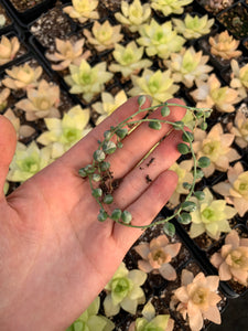 rare string succulents Senecio Rowleyanus variegated string of pearl VSOP
