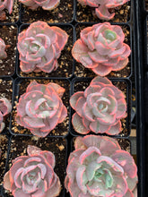 Load image into Gallery viewer, Echeveria Variegated Rainbow Beyonce - April Farm/Rare Succulents