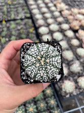 Load image into Gallery viewer, Astrophytum superkabuto - April Farm/Rare Succulents