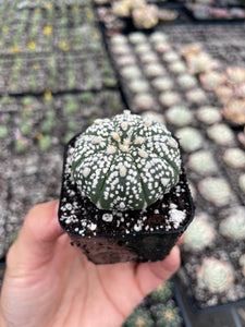 Astrophytum superkabuto - April Farm/Rare Succulents