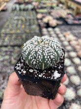 Load image into Gallery viewer, Astrophytum superkabuto - April Farm/Rare Succulents