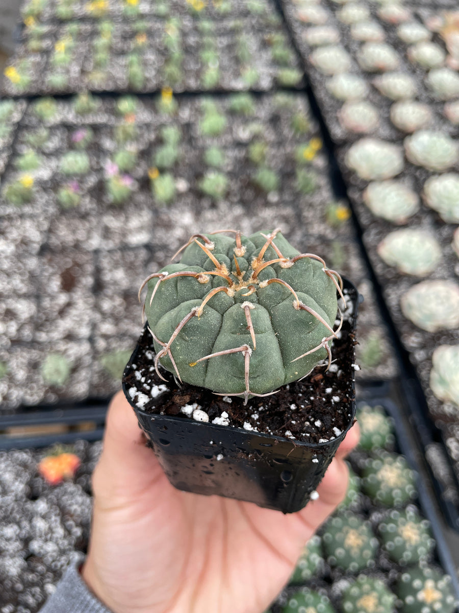 Gymnocalycium riojense - April Farm/Rare Succulents