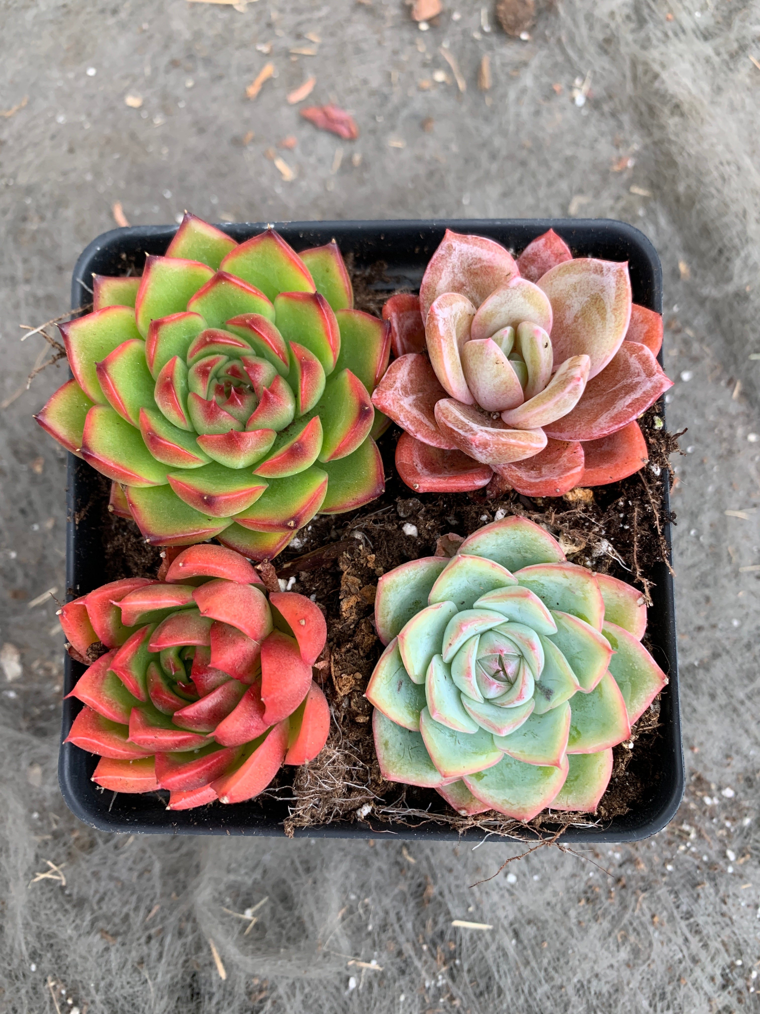 Succulent combo M