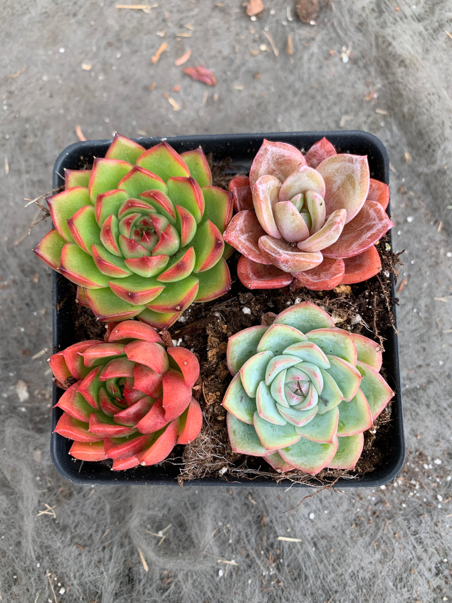 Succulent combo M - April Farm/Rare Succulents
