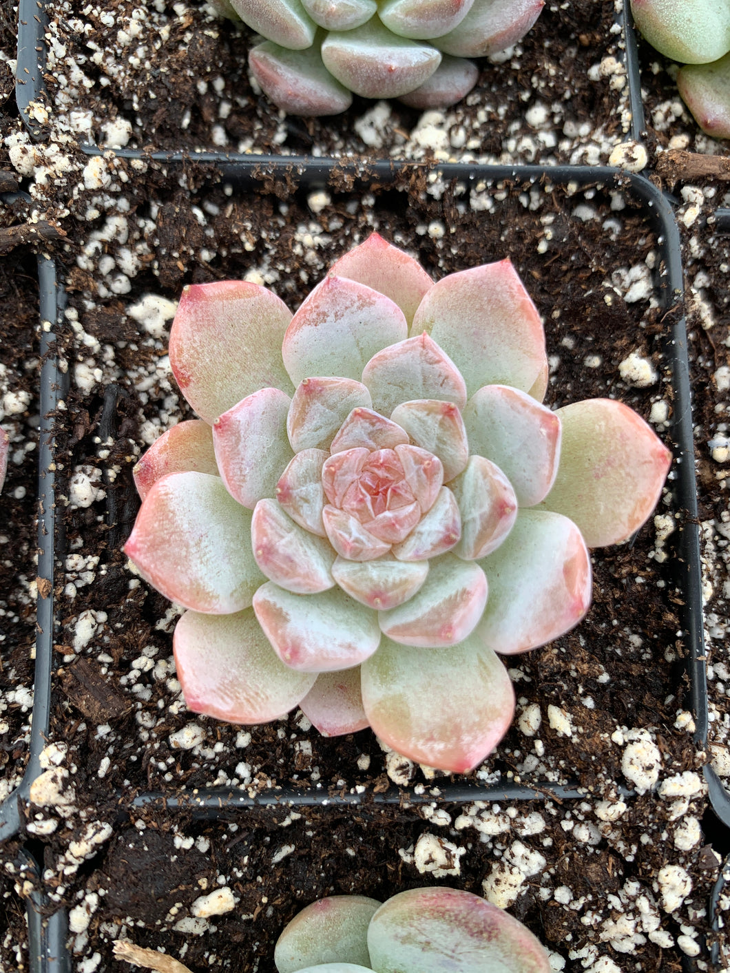 Echeveria Aroma - April Farm/Rare Succulents