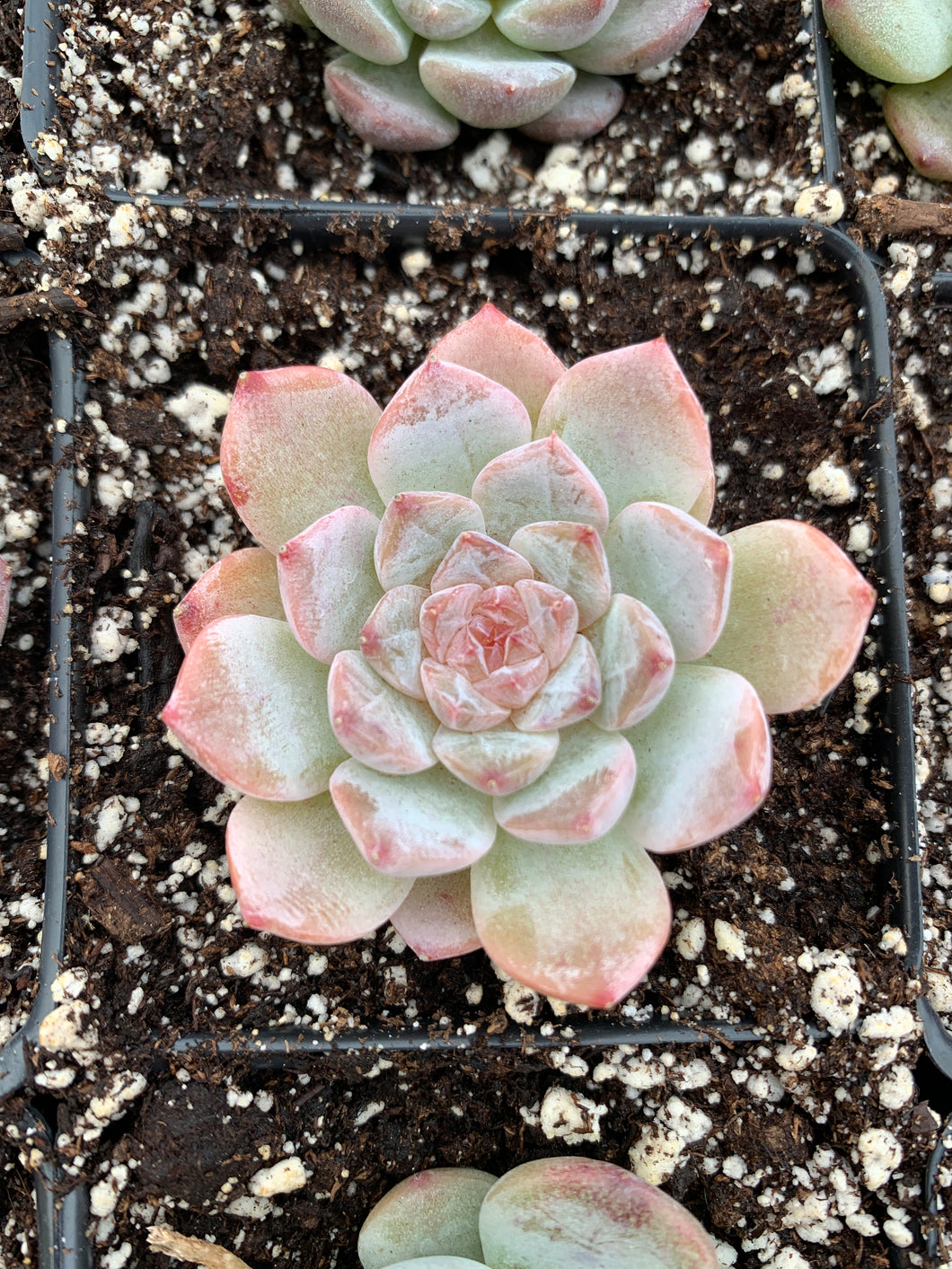 aromatic succulents Echeveria Aroma