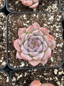 Echeveria Aroma - April Farm/Rare Succulents