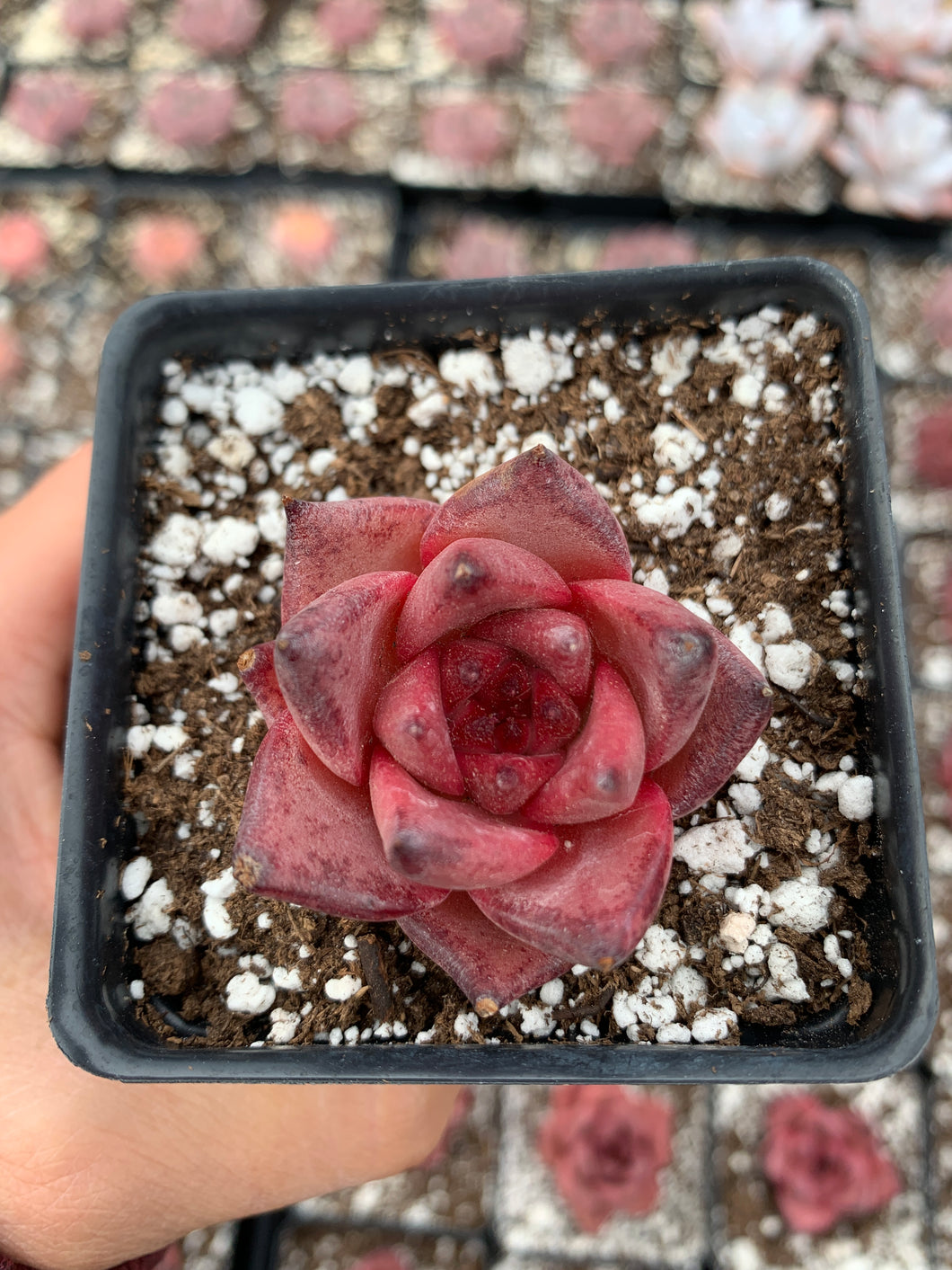 rojas succulents fallbrook Echeveria Agavoides bloody Romeo