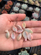 Load image into Gallery viewer, 10 x Graptopetalum Variegated Tituban Leaves - April Farm/Rare Succulents