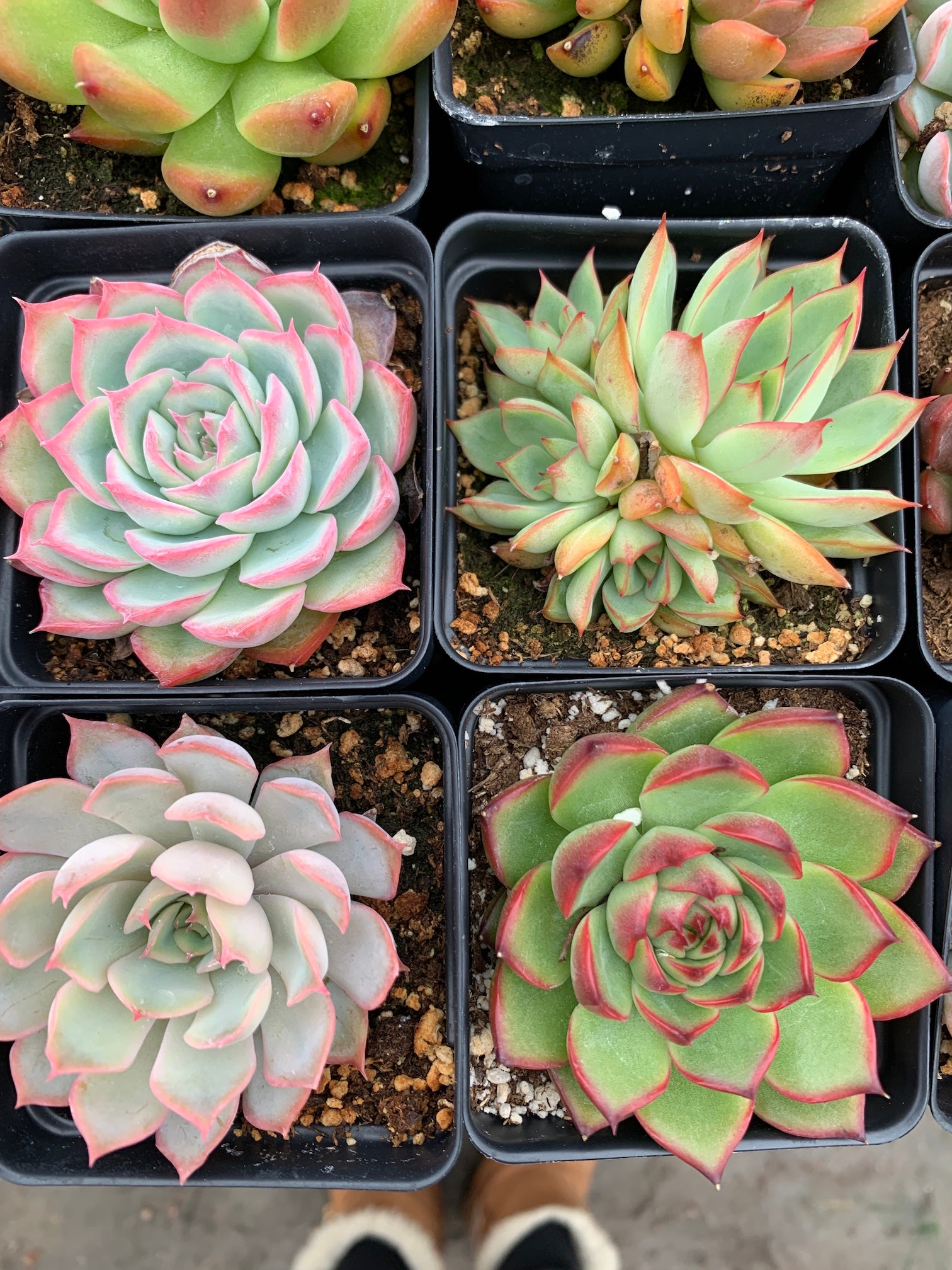 light green succulent with pink tips Rare Succulent