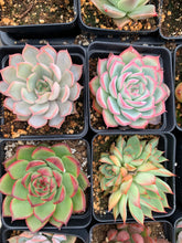 Load image into Gallery viewer, Rare Succulent - Succulent combo echeveria with pink tips