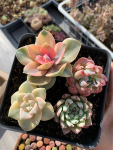 k succulents Succulent combo K