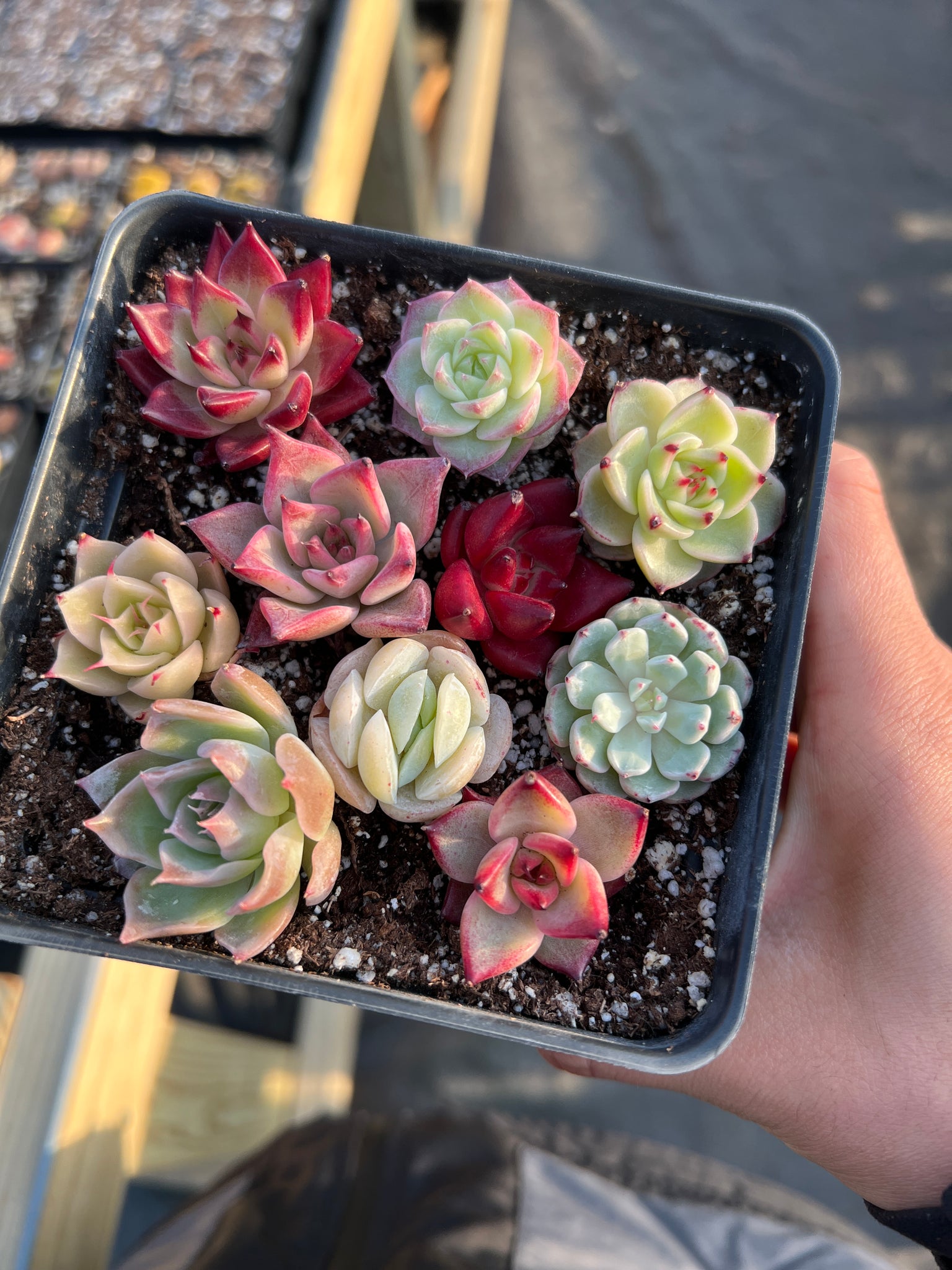 succulent babies Baby succulent/cactus cuttings