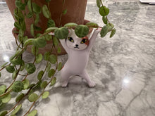 Load image into Gallery viewer, Cute Cat Holder - April Farm/Rare Succulents