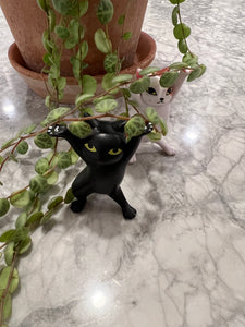 Cute Cat Holder - April Farm/Rare Succulents