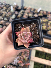 Load image into Gallery viewer, Rare Succulent - Echeveria Agavoides Spot Champagne