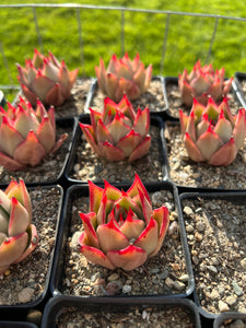 Echeveria Agavoides Jade Star - April Farm/Rare Succulents