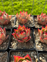 Load image into Gallery viewer, Echeveria Agavoides Jade Star - April Farm/Rare Succulents
