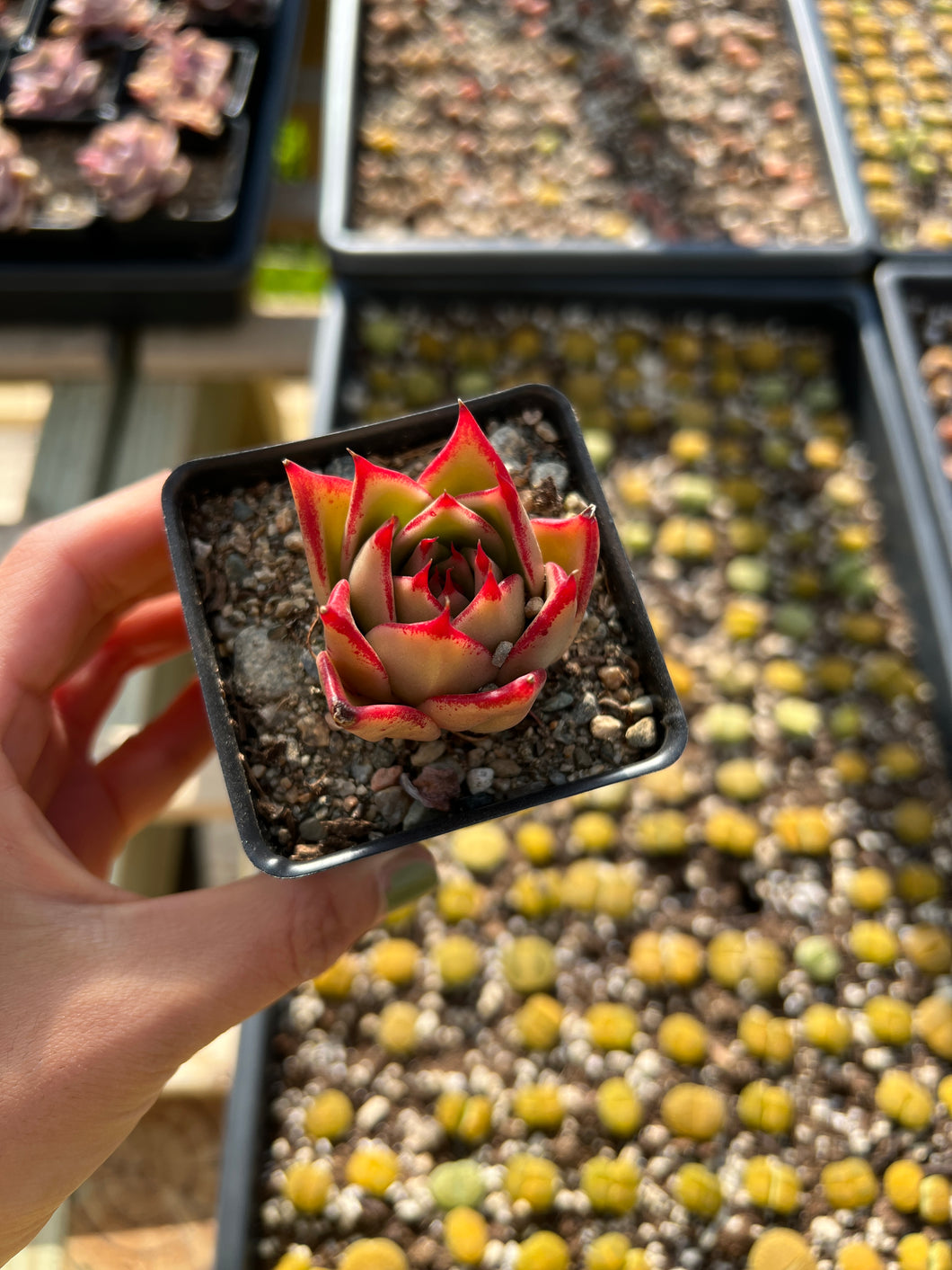 Echeveria Agavoides Jade Star - April Farm/Rare Succulents