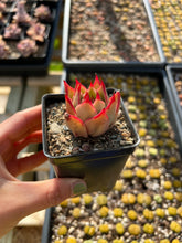 Load image into Gallery viewer, Echeveria Agavoides Jade Star - April Farm/Rare Succulents