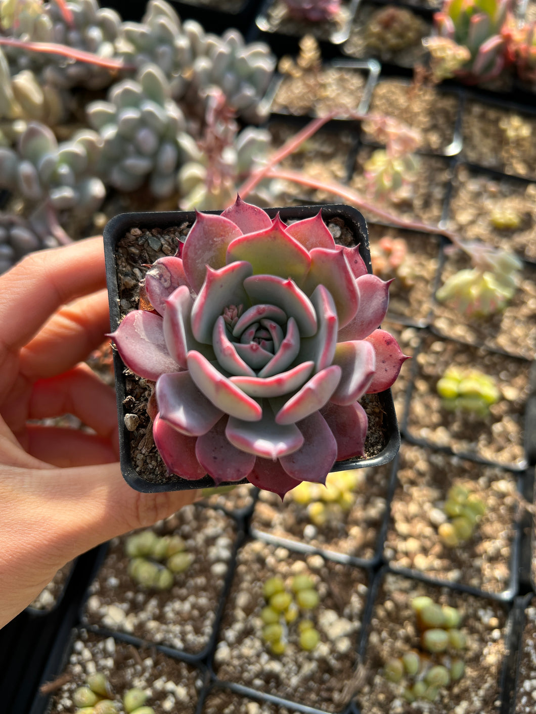 succulent leshy Echeveria Laulensis