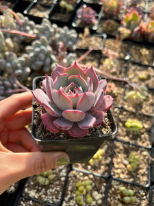echeveria sleepy succulent Echeveria Laulensis