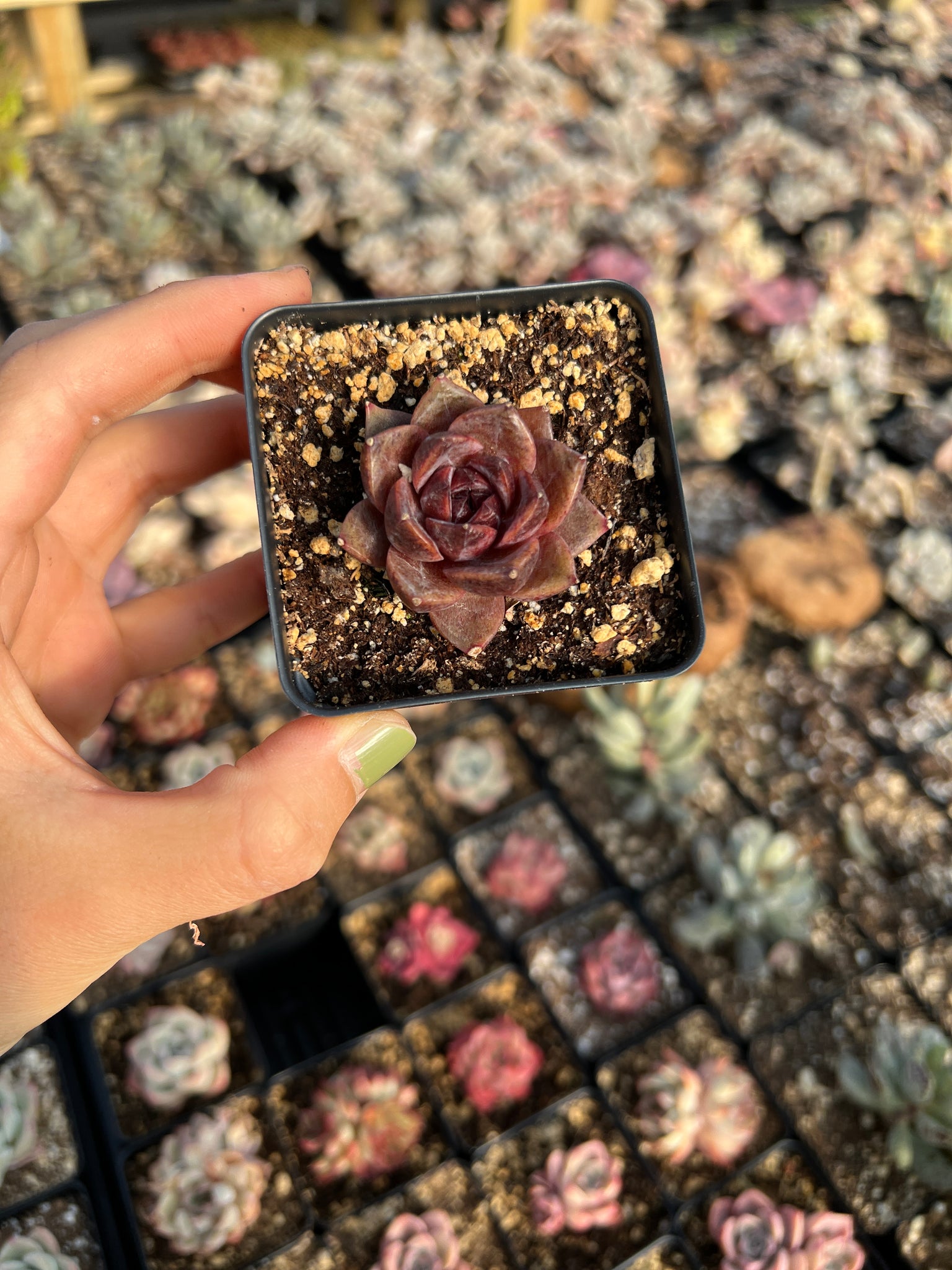 echeveria black rose succulent Echeveria Black Rose (mini succulent single head)