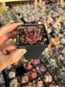 Echeveria Black Rose (mini succulent single head) - April Farm/Rare Succulents