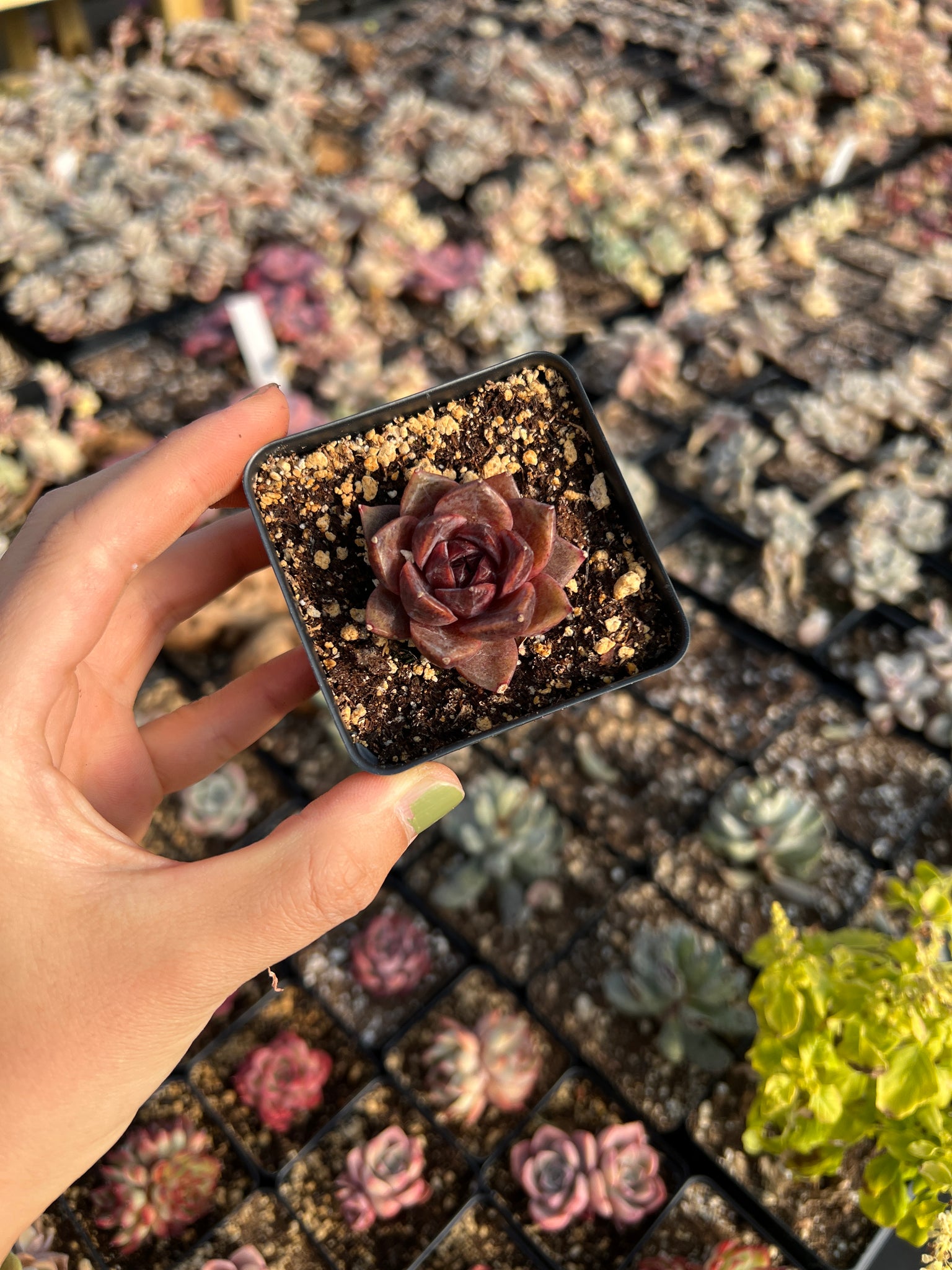 echeveria black rose succulent Echeveria Black Rose (mini succulent single head)