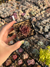 Load image into Gallery viewer, Echeveria Black Rose (mini succulent single head) - April Farm/Rare Succulents