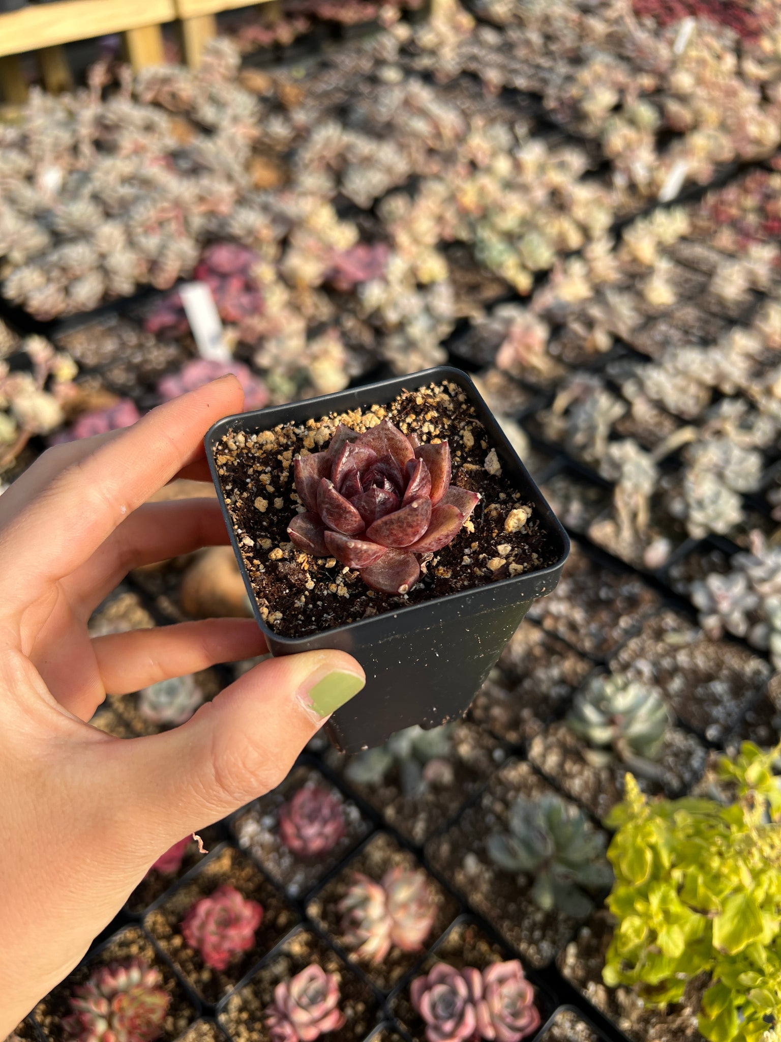 mini rose succulents Echeveria Black Rose (mini succulent single head)
