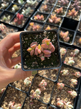Load image into Gallery viewer, Adromischus Red Grape - April Farm/Rare Succulents
