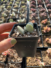 Load image into Gallery viewer, Adromischus Silver Egg - April Farm/Rare Succulents